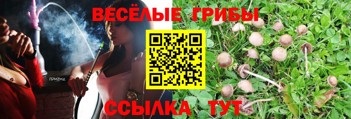 Псилоцибиновые грибы Psilocybe Родники